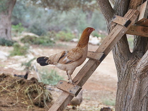 Chicken (Gallus Gallus Domesticus) A chicken walking up to the nesting house in a rural village near the city of Bodrum (Turkey). Birds,Chicken,Domestic Chicken,Flightless birds,Gallus Gallus Domesticus,Gallus gallus,Gallus gallus var. domesticus,Turkey (country)