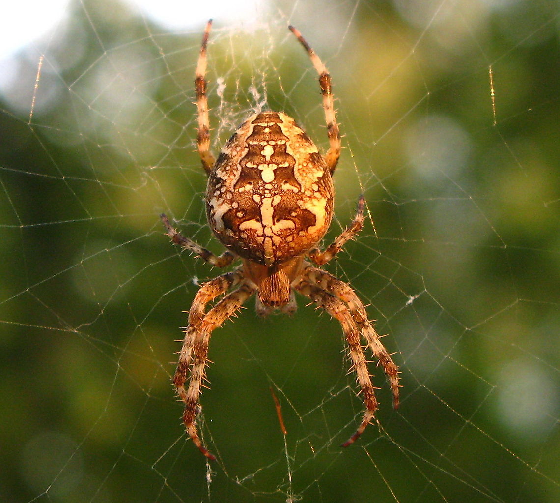 Cross Orbweaver (Araneus Diadematus) waiting in the center of its web This Cross Orbweaver is waiting for prey in the center of it&#039;s web. You can clearly see his legs are holding firm all the wires to sense for vibration. Arachnid,Araneae,Araneus Diadematus,Araneus diadematus,Cross Orbweaver,Insects,Macro,The Netherlands