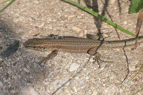 Wall Lizard (Podarcis Muralis) basking in the sun This wall lizard is basking in the sun.
Picture taken in France. Common wall lizard,France,Lizard,Podarcis Muralis,Podarcis muralis,Reptiles,Reptilia,Wall Lizard