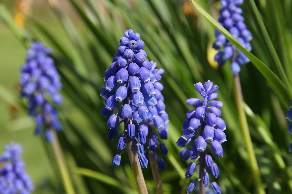 Grape Hyacinth (Muscari botryoides) Flower of the Grape Hyacinth.<br />
Picture taken in The Netherlands. Flowers,Grape Hyacinth,Muscari Botryoides,Muscari botryoides,Plants,The Netherlands