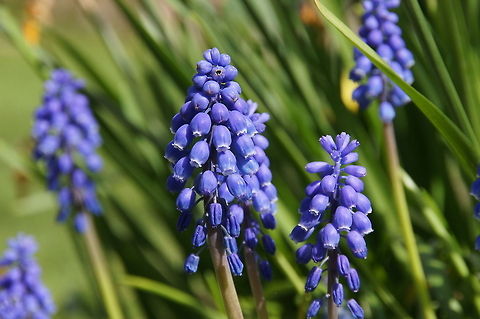 Grape Hyacinth (Muscari botryoides) Flower of the Grape Hyacinth.
Picture taken in The Netherlands. Flowers,Grape Hyacinth,Muscari Botryoides,Muscari botryoides,Plants,The Netherlands