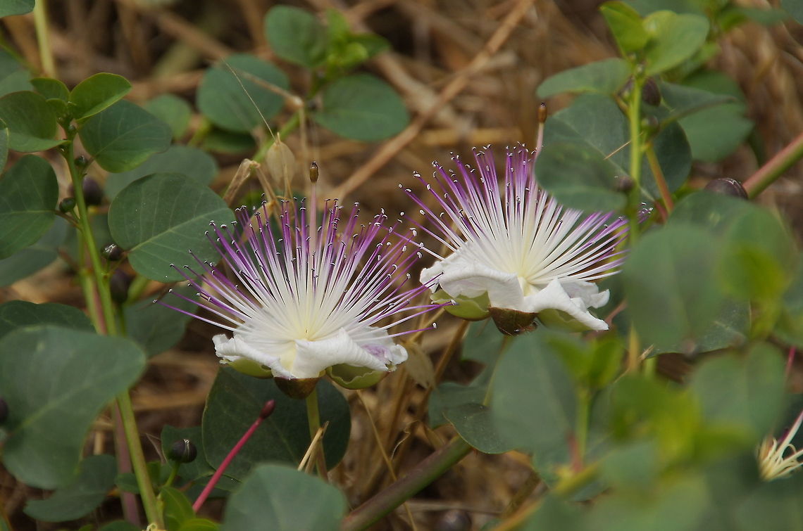 Flowers of the Caper Bush (Capparis Spinosa) These are the flowers of the Caper bush. Young flower buds of this plant, known as capers, are used for seasoning food.<br />
Picture taken in Turkey near the city of Bodrum. Caper Bush,Capparis Spinosa,Capparis spinosa,Capparis spinosaCaper,Flowers,Turkey (country),Wildflowers