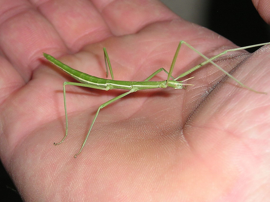 Stick Insect When you are a stick insect and creeping through a toilet building you risk being photographed ;) Like this one experienced.<br />
I put him back in the bushes afterward. Closeup,Insects,Pijnackeria masettii,Stick insects,france