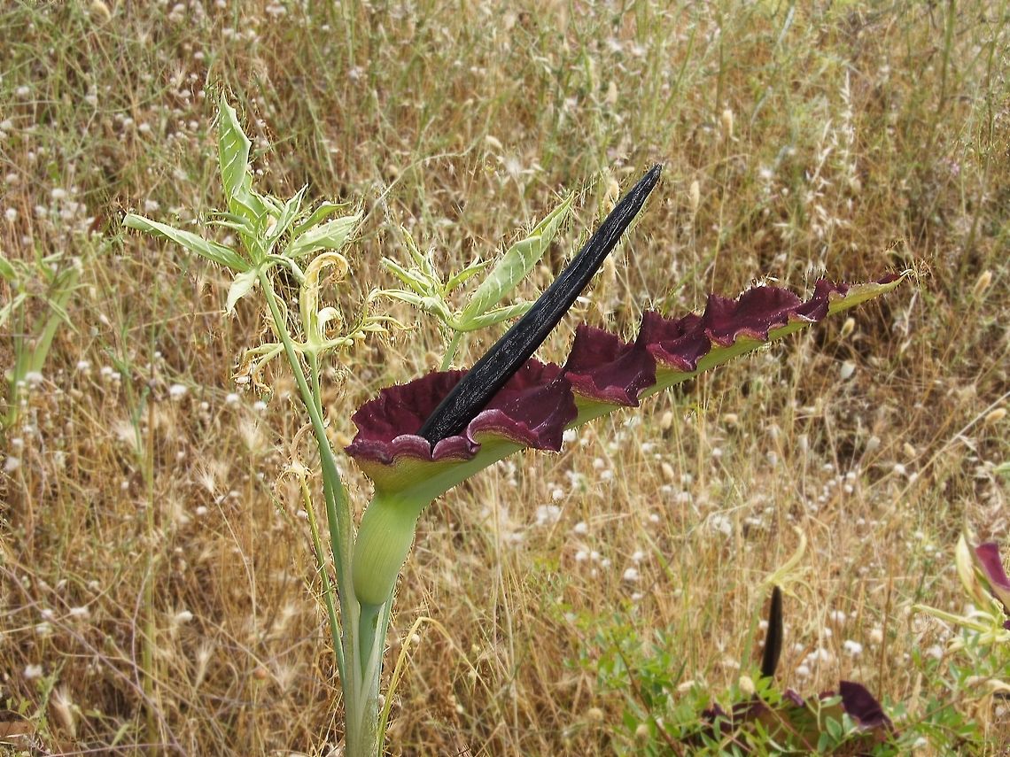 Dragon Lily with 'flower' (Dracunculus Vulgaris) This dragon lily shows it&#039;s &#039;flower&#039;. It smells like rotten flesh to attract insects. Dracunculus vulgaris,Dragon Arum,Dragon Lily,Plants,Turkey (country)