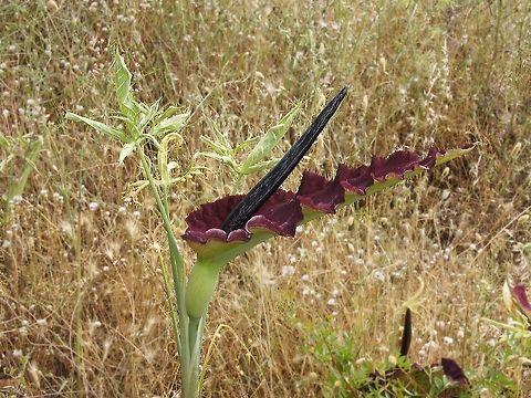 Dragon Lily with 'flower' (Dracunculus Vulgaris) This dragon lily shows it's 'flower'. It smells like rotten flesh to attract insects. Dracunculus vulgaris,Dragon Arum,Dragon Lily,Plants,Turkey (country)