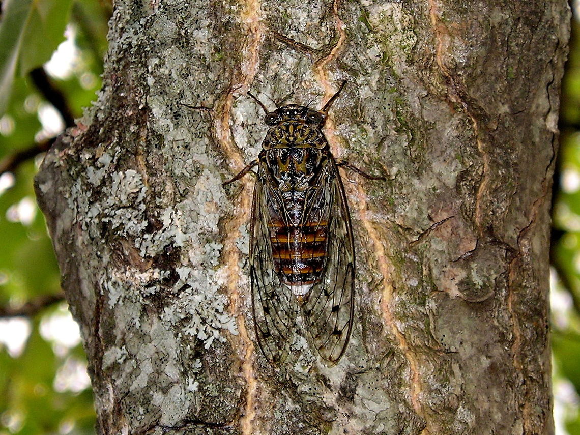 Cicada Cacan (Cicadoidea Cicada Orni) These cicada are one of the loudest insects around (120db), so loud that it repels some birds. They feed by sucking sap out of the trees which this one is doing here. Cicada Cacan,Cicada orni,Cicadidae Cicada Orni,France,Insects