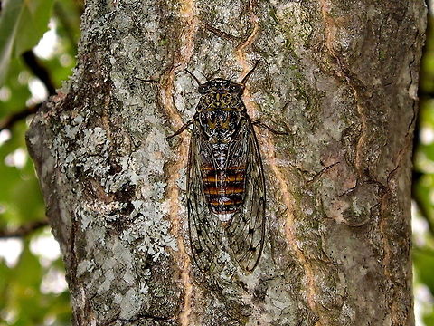 Cicada Cacan (Cicadoidea Cicada Orni) These cicada are one of the loudest insects around (120db), so loud that it repels some birds. They feed by sucking sap out of the trees which this one is doing here. Cicada Cacan,Cicada orni,Cicadidae Cicada Orni,France,Insects