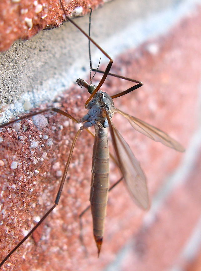 Crane fly sitting on a wall Crane fly (Tipula Oleracea) sitting on a wall. Adult crane flies feed on nectar or they do not feed at all, they just mate and die. Their larvae consume roots. Crane fly,Culicoidea,Insects,Macro,The Netherlands,Tipula Oleracea,Tipula oleracea