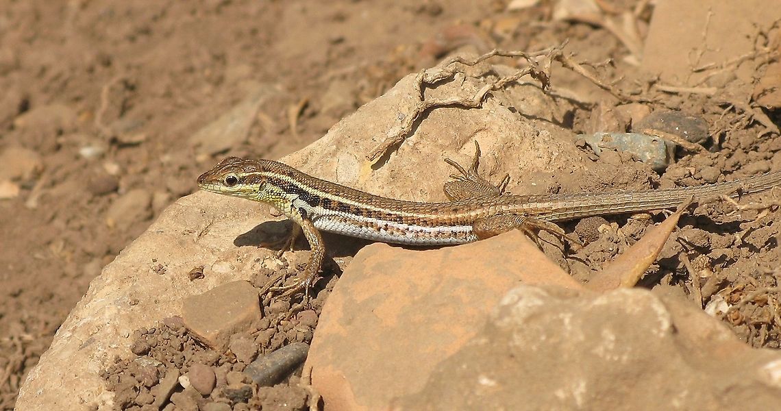 Snake-eyed Lizard on the lookout Snake-eyed lizard (Ophisops Elegans) on the lookout for prey.<br />
It is called snake-eyed because it has round eyes like a snake, normal lizards have oval eyes and more pronounced eyelids. Closeup,Geotagged,Lizard,Ophisops Elegans,Ophisops elegans,Reptiles,Snake-eyed Lizard,Turkey,Turkey (country)