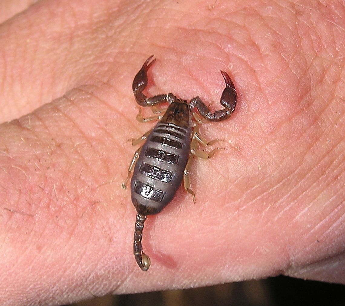 Juvenile wood scorpion on hand This is a picture of a Juvenile wood scorpion (Euscorpius Concinnus). Some kids found these under a rock and where playing around with these scorpions.<br />
Although looking impressive, these scorpions hardly use their sting and when they do the effect is only minor (like a musquito bite).<br />
Determination thanks to Jan Ove Rein from 'The scorpion files' website. Closeup,Euscorpius Concinnus,France,Geotagged,Scorpion