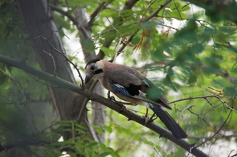 Jay eating on a branch Picture of a Jay (Garrulus Glandarius) sitting on a branch to eat something he just gathered from the ground. Birds,Closeup,Eurasian Jay,Garrulus Glandarius,Garrulus glandarius,Jay,Turkey (country)