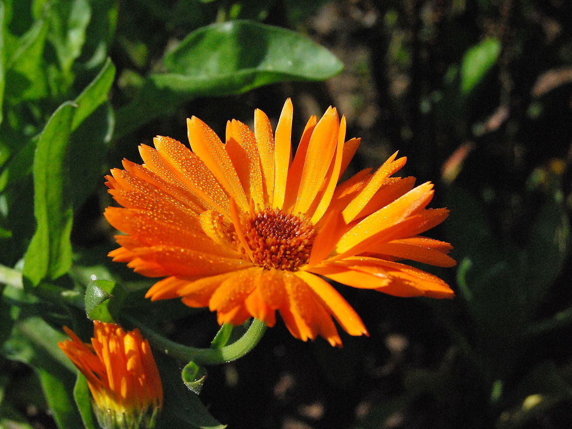 Pot Marigold (Calendula officinalis) Picture of Pot Marigold still wet from some spring rain. Calendula officinalis,Closeup,Geotagged,Pot Marigold,The Netherlands