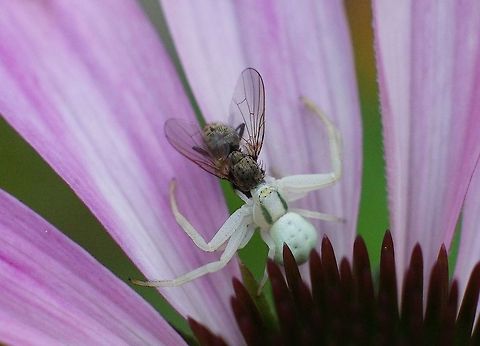 Crab Spider catches a fly This Crab Spider (Misumena Vatia) has just catched a fly. Crab spiders get theri name from their big front legs which loosely resemble the legs of a crab. In stead of building a web they sit and wait in a flower to catch their prey. Crab spiders can adjust their skin color to the flower they are hunting from. Most common colors are white and yellow. Crab spider,Geotagged,Misumena Vatia,Misumena vatia,Spider,The Netherlands,Thomisidae,macro