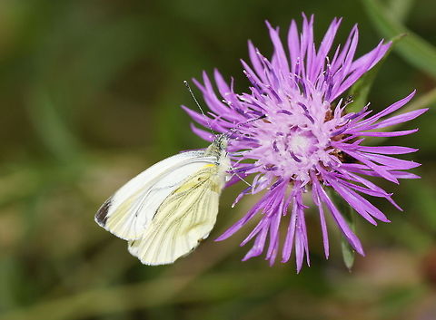 Large White on purple flower  Geotagged,Green-veined White,Pieris napi,The Netherlands