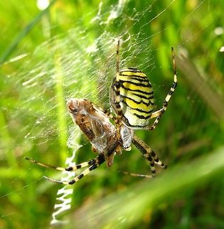 Wasp Spider with prey Wasp Spider (Argiope Bruennichi) with prey. The wasp spider first wraps the prey and then injects a paralysing venom and a protein dissolving enzyme.
In the lower part of the web a zigzag shape can be seen. This is called the stabilimentum, or web decoration. It is still not clear what the purpose of this stabilimentum is. Argiope Bruennichi,Argiope bruennichi,Closeup,Geotagged,Germany,Spider,Wasp Spider,Wasp spider