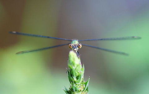 Willow Emerald Damselfly frontal 
 Chalcolestes viridis,Geotagged,The Netherlands,Willow Emerald Damselfly