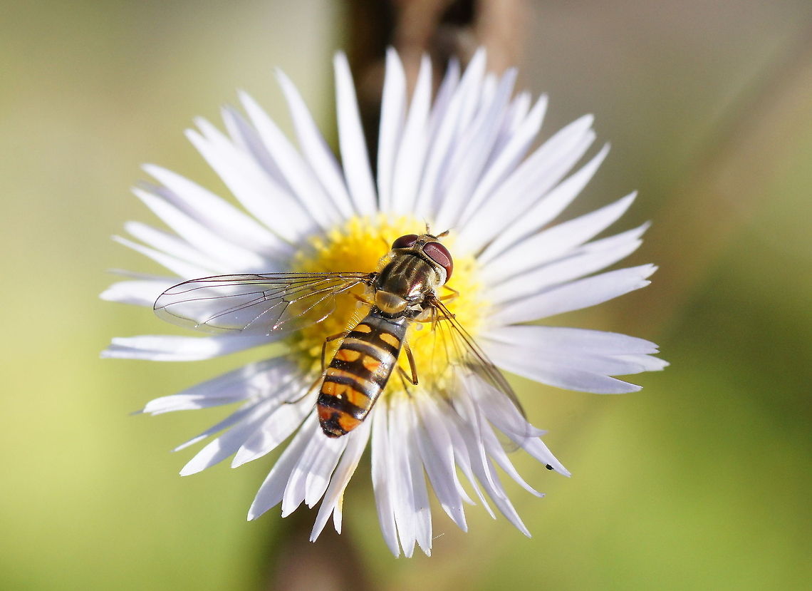 Marmalade Hoverfly on flower Marmalade Hoverfly (Episyrphus balteatus).<br />
You can keep hoverflies apart from other flies by looking at the veins in their wings. Hoverflies have a floating vein which flies don't have. On this picture you can see in the middle of the left wing. There are two veins next to each other, the one which ends with a small end is the floating one.<br />
(dutch source: <a href="http://www.gardensafari.net/dutch/zweefvliegen.htm)" rel="nofollow">http://www.gardensafari.net/dutch/zweefvliegen.htm)</a> Episyrphus Balteatus,Episyrphus balteatus,Geotagged,Hoverflies,Insects,Macro,Marmalade Hoverfly,Syrphidae,The Netherlands