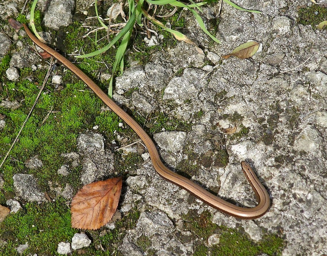Slow Worm (Anguis Fragilis) Slow Worm (Anguis Fragilis).<br />
Other than it look suggests, the slow worm is not a snake but a lizard without legs Anguis Fragilis,Anguis fragilis,Closeup,Reptiles,Slow Worm