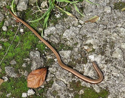 Slow Worm (Anguis Fragilis) Slow Worm (Anguis Fragilis).
Other than it look suggests, the slow worm is not a snake but a lizard without legs Anguis Fragilis,Anguis fragilis,Closeup,Reptiles,Slow Worm