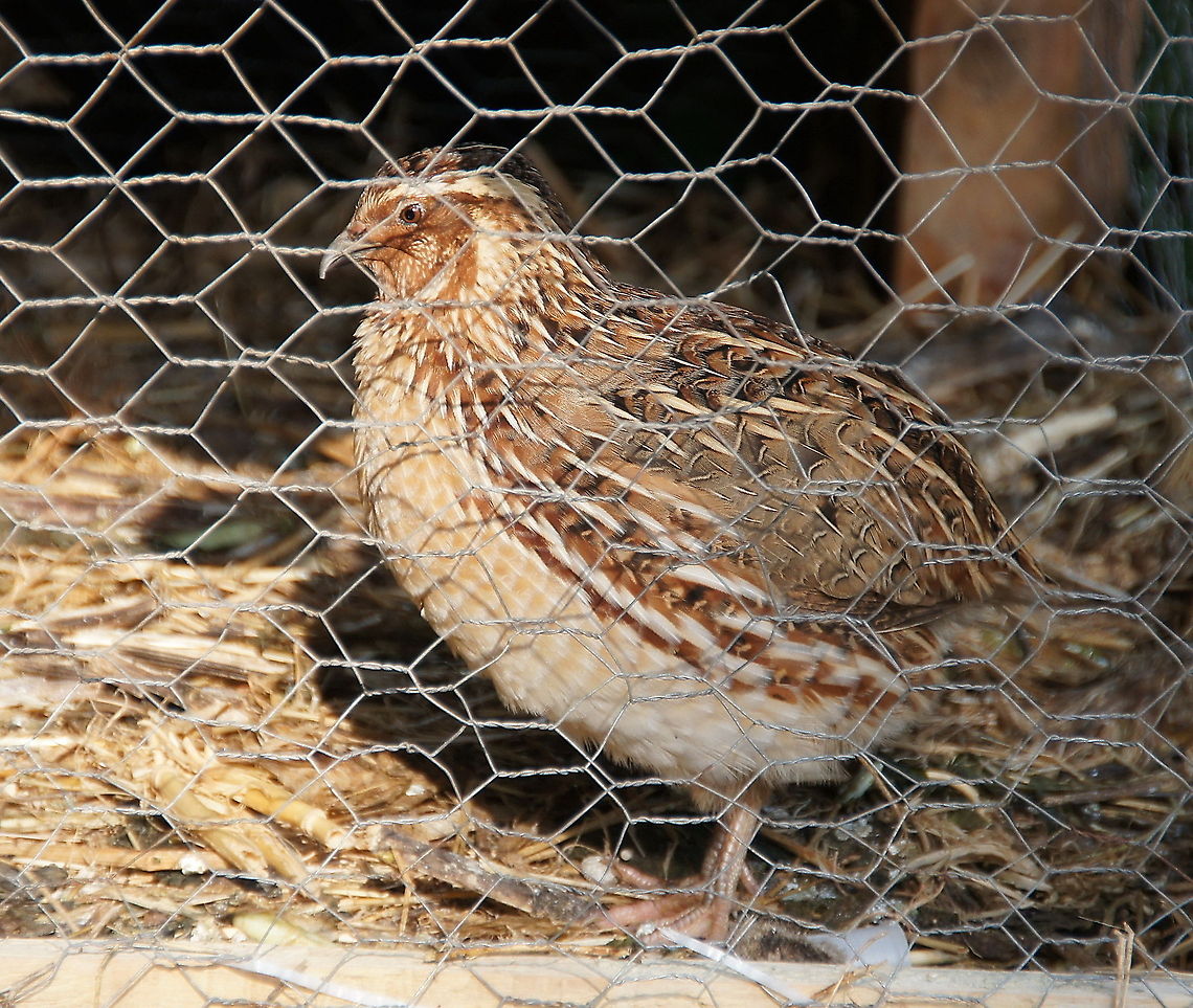 Quail in a Cage (Coturnix Coturnix) To me It looks sad :( Birds,Closeup,Common Quail,Coturnix Coturnix,Coturnix coturnix,Flightless birds,Geotagged,Quail,Turkey
