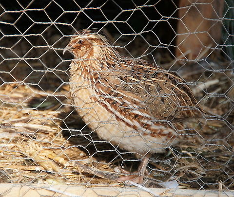 Quail in a Cage (Coturnix Coturnix) To me It looks sad :( Birds,Closeup,Common Quail,Coturnix Coturnix,Coturnix coturnix,Flightless birds,Geotagged,Quail,Turkey