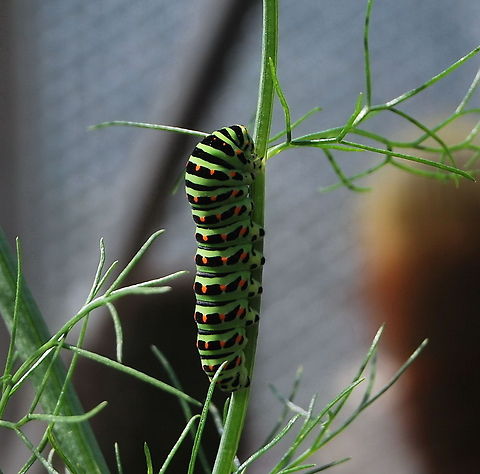 Caterpillar of the Yellow Swallowtail Caterpillar of the Yellow Swallowtail (Papilio Machaon) Butterfly,Caterpillar,Closeup,Geotagged,Old World swallowtail,Papilio machaon,Swallowtails,The Netherlands,Yellow Swallowtail
