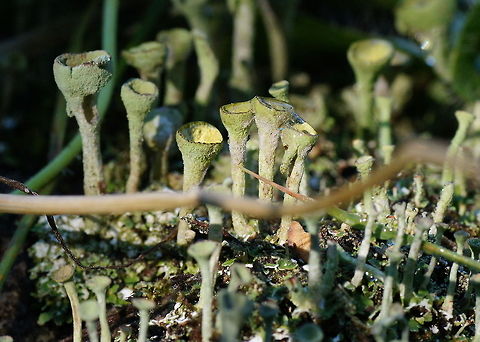 Lichen (Cladonia Fimbriata) Lichen (Cladonia Fimbriata)
Lichens are composite organisms consisting of a symbiotic organism composed of a fungus  with a photosynthetic partner, usually a green alga.
The 'trumpets' (about 1cm high) are used to spread the spores. Cladonia Fimbriata,Cladonia fimbriata,Geotagged,Lichen,Macro,The Netherlands