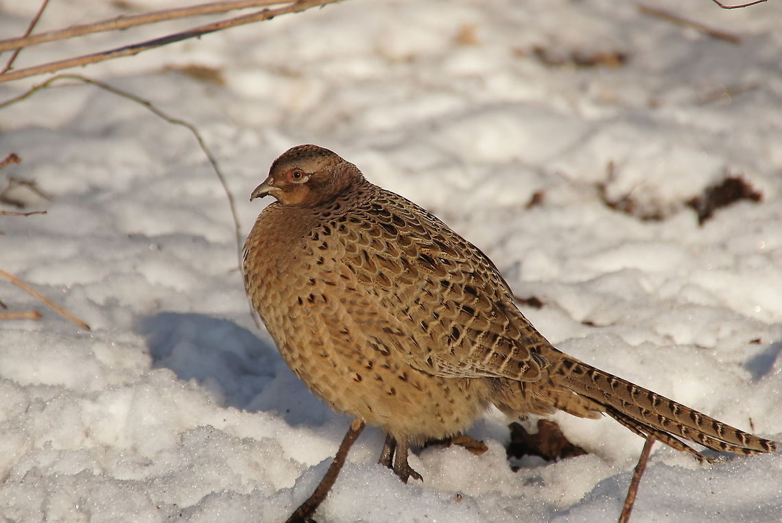 Female Pheasant in the snow Female Pheasant (Phasianus Colchicus).<br />
The pheasant is native to Georgia but has been widely introduced as a game bird elsewhere. Birds,Common Pheasant,Flightless birds,Geotagged,Phasianidae,Phasianus colchicus,Pheasant,The Netherlands,closeup,winter