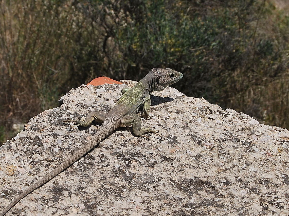 Ocellated lizard sitting on a wall The Ocellated Lizard (lacerta lepida) feeds mainly on large insects, especially beetles, and also robs birds’ nests and occasionally takes reptiles, frogs, and small mammals. It also eats fruit and other plant matter, especially in dry areas.<br />
<br />
Dutch name: Parelhagedis<br />
Picture made by my dad, Lacertidae,Lizard,Ocellated Lizard,Timon lepidus,closeup,lacerta lepida,reptiles,spain