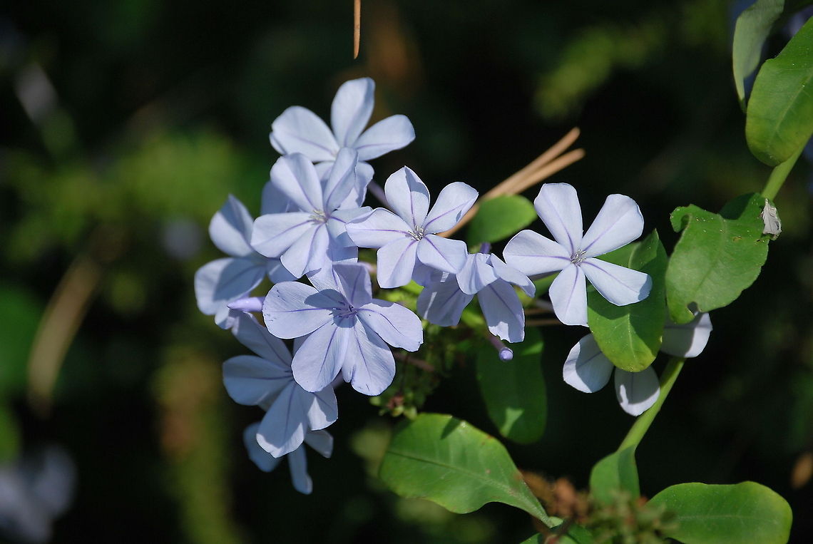 Cape Leadwort (Plumbago Auriculata) Cape Leadwort (Plumbago Auriculata).<br />
This plant is native to South Africa. Cape Leadwort,Closeup,Flowers,France,Geotagged,Plumbago Auriculata,Plumbago auriculata,france