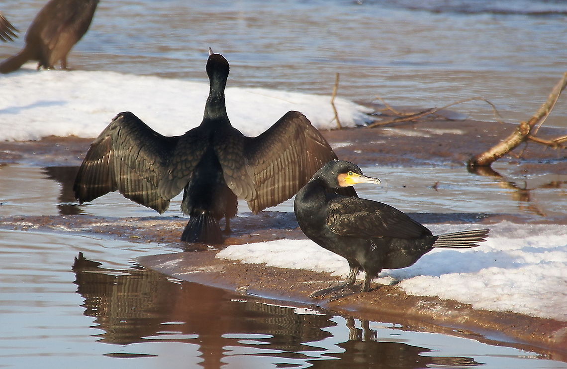 Great Cormorant drying his feathers One carmorant drying his feathers and one watching the 'guy with that camera' ;)<br />
Birds which dive are not allowed to have to much buoyancy. Usually diving birds therefore have heavier bones and press the air out of their feathers to reduce this buoyancy. Carmorants go even further by allowing their feathers to become totally wet. This allows them to dive deeper and chase fish for a longer time. Downside is that their feathers take more time to dry. Birds,Closeup,Cormorants,Geotagged,Great Cormorant,Phalacrocorax carbo,The Netherlands,aquatic birds,winter