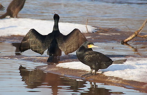 Great Cormorant drying his feathers One carmorant drying his feathers and one watching the 'guy with that camera' ;)
Birds which dive are not allowed to have to much buoyancy. Usually diving birds therefore have heavier bones and press the air out of their feathers to reduce this buoyancy. Carmorants go even further by allowing their feathers to become totally wet. This allows them to dive deeper and chase fish for a longer time. Downside is that their feathers take more time to dry. Birds,Closeup,Cormorants,Geotagged,Great Cormorant,Phalacrocorax carbo,The Netherlands,aquatic birds,winter