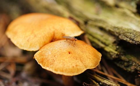 Humus fly resting on sulphur tuft Humus fly (Suillia fuscicornis) on sulphur tuft (Hypholoma fasciculare)

This mushroom is poisonous. Eating it can cause diarrhea, nausea, vomiting, proteinuria and collapse. Closeup,Geotagged,Hypholoma fasciculare,Scatophaga stercoraria,Suillia fuscicornis,The Netherlands,dung fly,mushroom,sulphur tuft