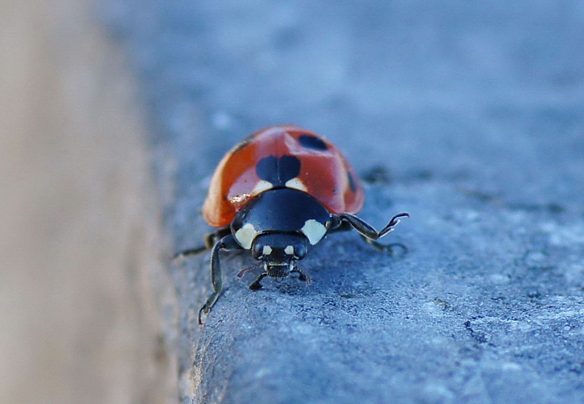 Lady Bug on its way Lady Bug (Coccinella Septempunctata) on its way to the dent repair ;) 7-spot Ladybird,Coccinella septempunctata,LadyBug,Ladybird,Macro,The Netherlands,insects