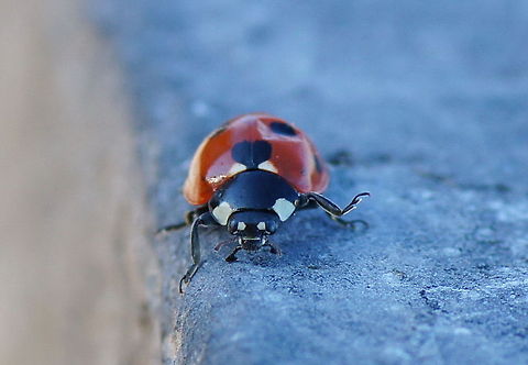 Lady Bug on its way Lady Bug (Coccinella Septempunctata) on its way to the dent repair ;) 7-spot Ladybird,Coccinella septempunctata,LadyBug,Ladybird,Macro,The Netherlands,insects