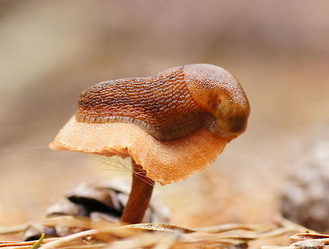 Red slug on Sulphur Tuft Red slug (Arion Rufus) on Sulphur Tuft (Hypholoma Fasciculare) Arion Rufus,Geotagged,Hypholoma Fasciculare,Red slug,Sulphur Tuft,The Netherlands,closeup,mushroom,snail