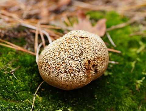 Common Earthball (Scleroderma Citrinum) Common Earthball (Scleroderma Citrinum) Closeup,Geotagged,Scleroderma citrinum,The Netherlands,aardappelbovist,common earthball,earthball,mushroom,scleroderma citrinum