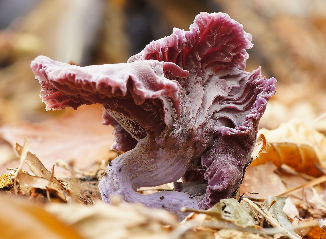 Amethyst Deceiver (Laccaria amethystina) Amethyst Deceiver (Laccaria amethystina).<br />
This mushroom is called deceiver because the bright amethyst coloration fades with age and weathering, it becomes difficult to identify, hence the common name &lsquo;Deceiver&rsquo;. Amethyst Deceiver,Closeup,Geotagged,Laccaria amethystina,The Netherlands,mushroom