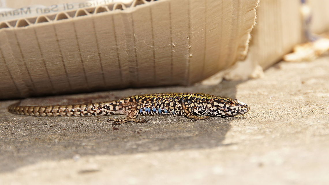 Ruin lizard under cardbox This Ruin lizard (Podarcis Sicula) was watching me from underneath his box. Luckily the flash was able to light him up and show the beautiful blue dots on the belly. Closeup,Geotagged,Italian wall lizard,Italy,Podarcis Sicula,Podarcis sicula,Reptiles,Ruin lizard,italy