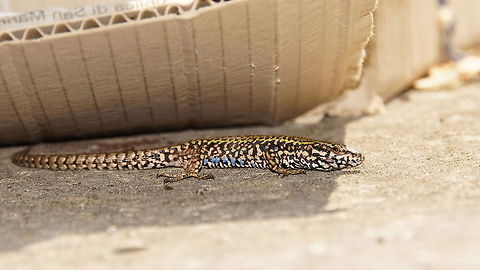 Ruin lizard under cardbox This Ruin lizard (Podarcis Sicula) was watching me from underneath his box. Luckily the flash was able to light him up and show the beautiful blue dots on the belly. Closeup,Geotagged,Italian wall lizard,Italy,Podarcis Sicula,Podarcis sicula,Reptiles,Ruin lizard,italy