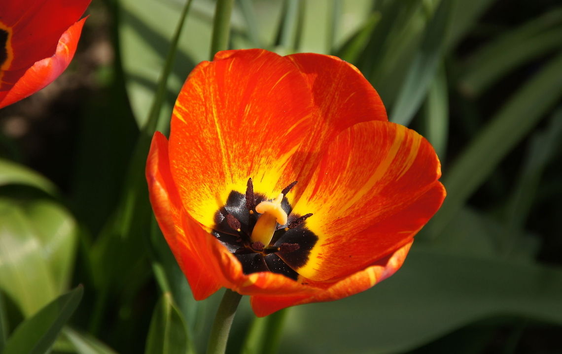 Tulip in the sun Tulip (Tulipa Gesneriana) Geotagged,The Netherlands,Tulipa gesneriana,tulip
