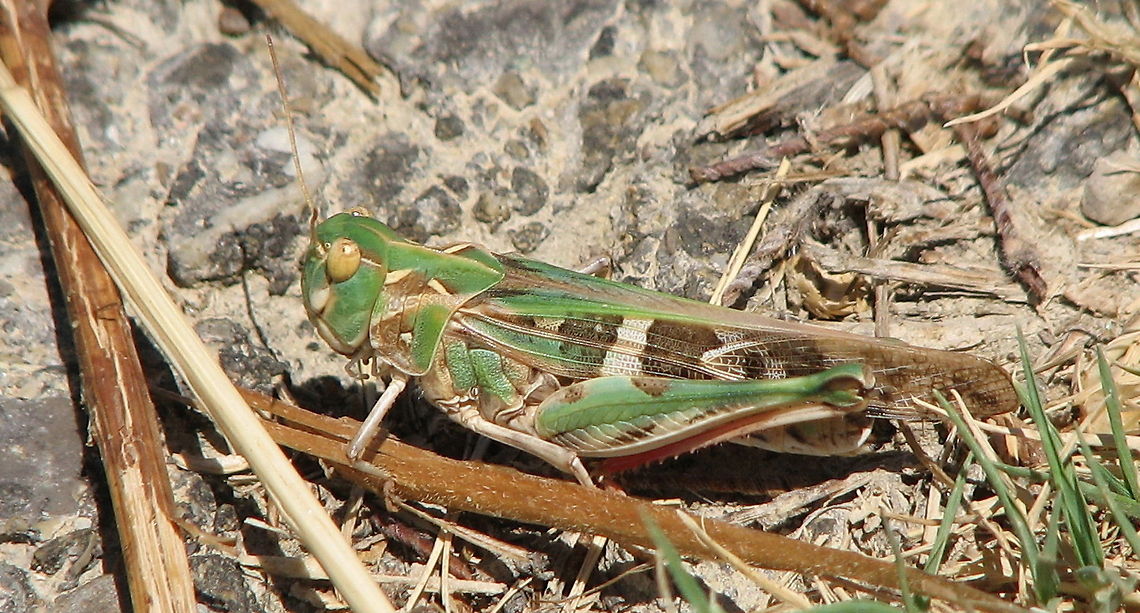 Oedaleus decorus Oedaleus decorus ssp. decorus Acrididae,Closeup,France,Geotagged,Grasshopper,Oedaleus,Oedaleus decorus
