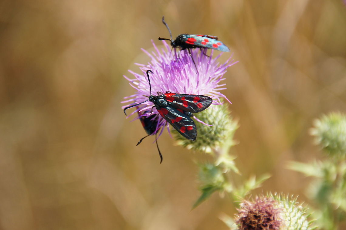 Burnet Moth (Zygaenidae) Burnet moth.<br />
The bright colours are a warning to predators that the moths are distasteful - they contain hydrogen cyanide (HCN) Burnet Moth,Closeup,Geotagged,Italy,Six-spot burnet,Zygaena filipendulae,Zygaenidae,italy