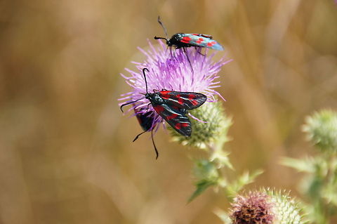 Burnet Moth (Zygaenidae) Burnet moth.
The bright colours are a warning to predators that the moths are distasteful - they contain hydrogen cyanide (HCN) Burnet Moth,Closeup,Geotagged,Italy,Six-spot burnet,Zygaena filipendulae,Zygaenidae,italy