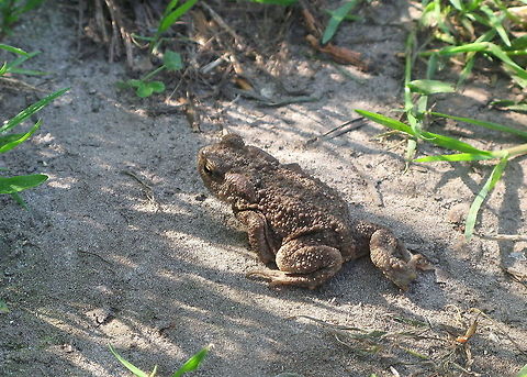 Common Toad (Bufo Bufo) Although it looks like this common toad is on the move, he is just sitting still like this. Amphibians,Bufo Bufo,Common Toad,Geotagged,Reptiles,The Netherlands,Toad,closeup