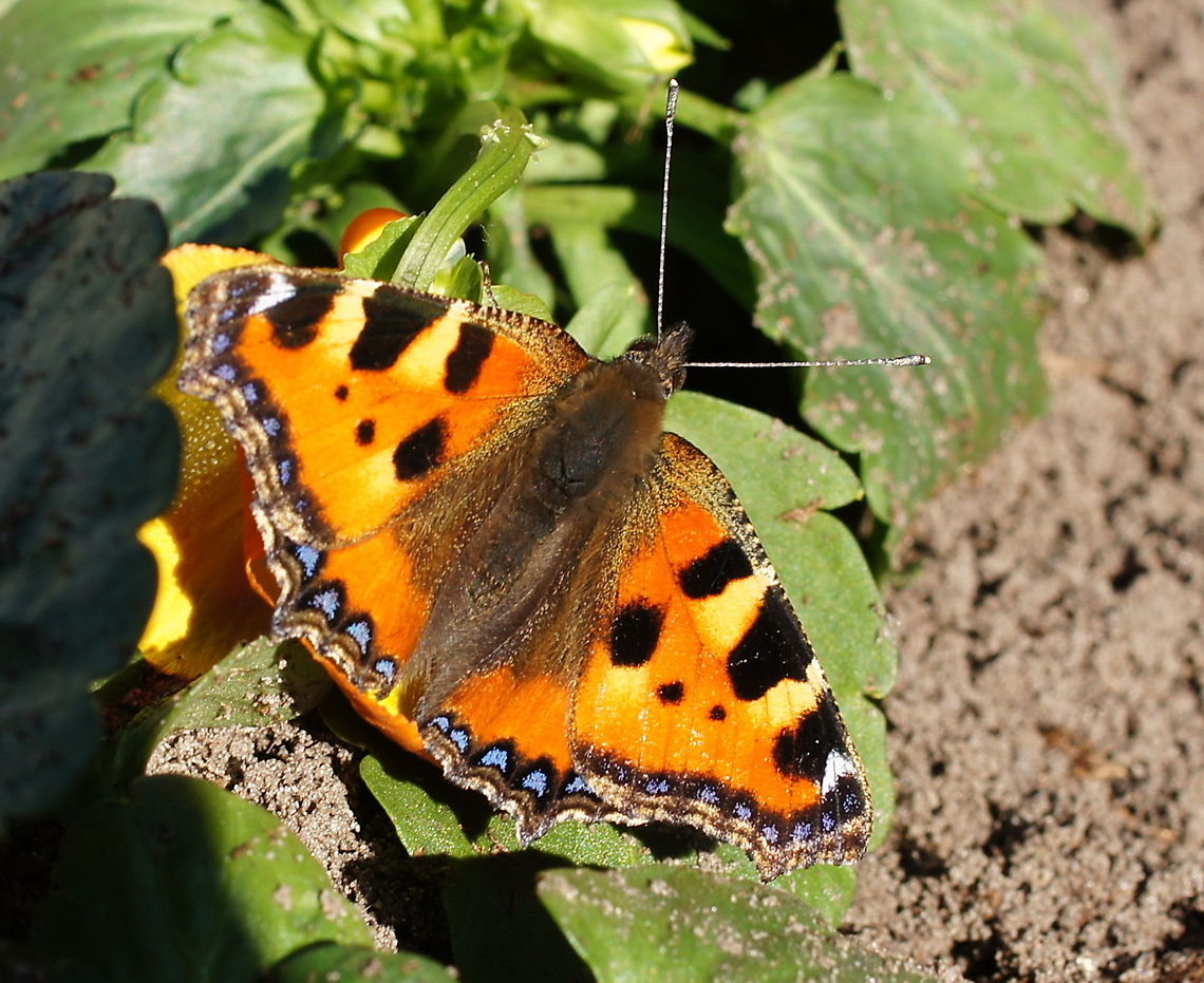 Small Tortoiseshell (Aglais Urticae) Small Tortoiseshell (Aglais Urticae) sunbathing Aglais Urticae,Butterfly,Geotagged,Kleine Vos,Small Tortoiseshell,The Netherlands