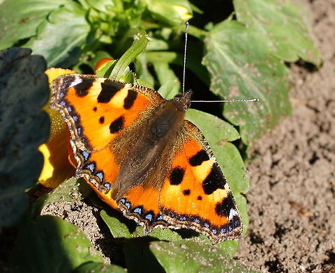 Small Tortoiseshell (Aglais Urticae) Small Tortoiseshell (Aglais Urticae) sunbathing Aglais Urticae,Butterfly,Geotagged,Kleine Vos,Small Tortoiseshell,The Netherlands