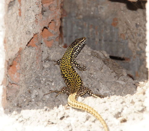 Ruin Lizard (Podarcis Sicula) Ruin Lizard (Podarcis Sicula) Geotagged,Italian wall lizard,Italy,Podarcis Sicula,Podarcis sicula,Reptiles,Ruin lizard,italy