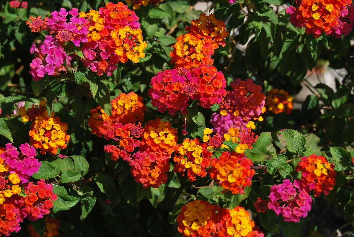 Yellow Sage (Lantana) The Lantana is known for it&#039;s bright and various coloring. The plant is native to tropical regions of the Americas and Africa but is imported around the world like this one in France.  Flowers,France,Geotagged,Lantana camara,Yellow Sage,lantana