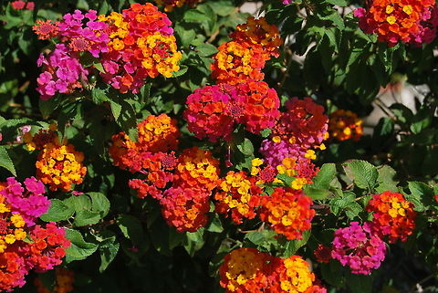 Yellow Sage (Lantana) The Lantana is known for it's bright and various coloring. The plant is native to tropical regions of the Americas and Africa but is imported around the world like this one in France.  Flowers,France,Geotagged,Lantana camara,Yellow Sage,lantana